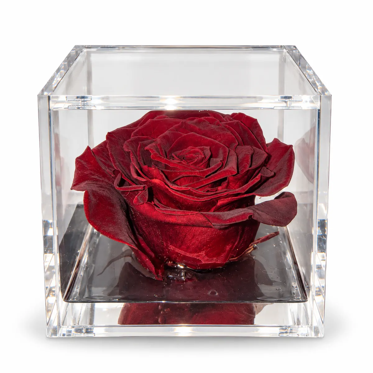Rosa stabilizzata bordeaux profumata Flowercube by ArsNova (misura 10x10 cm)