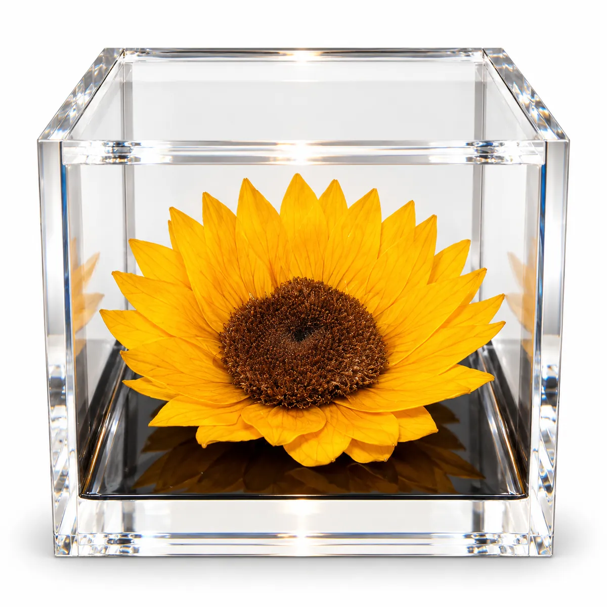 Girasole stabilizzato profumato Flowercube by ArsNova (misura 10x10 cm)